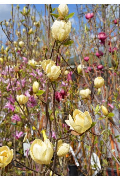 Магнолия гибридная Хоней Тюлип / Магнолия Хоней Тюлип